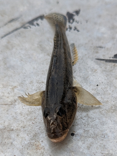 ハゼの釣果