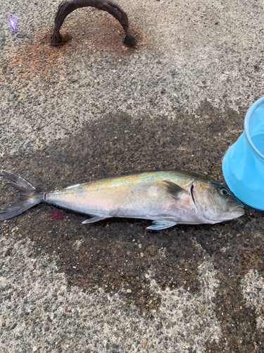 カンパチの釣果