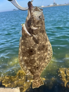 ソゲの釣果