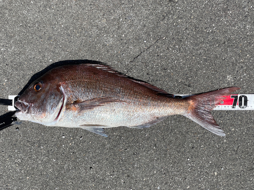 マダイの釣果