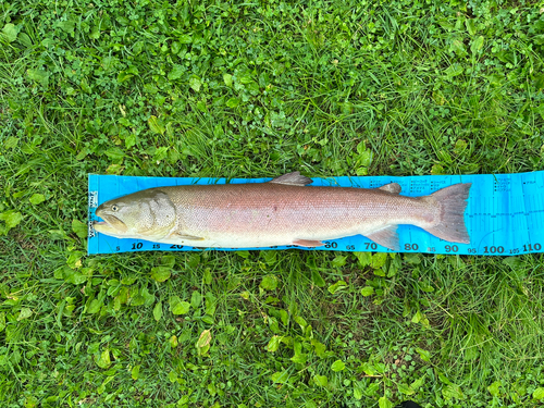 イトウの釣果