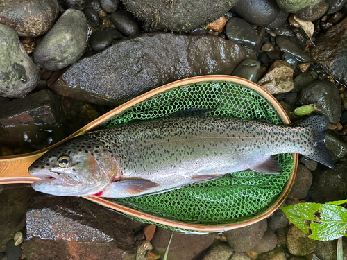 ニジマスの釣果