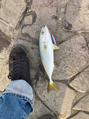 ツバスの釣果