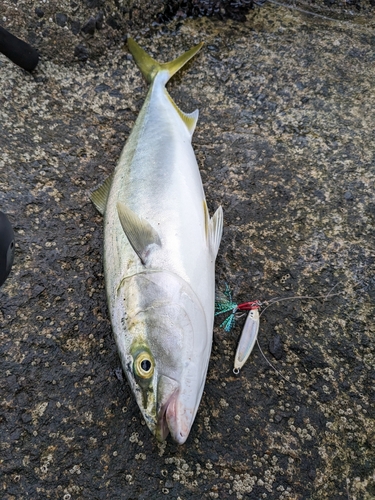 イナダの釣果