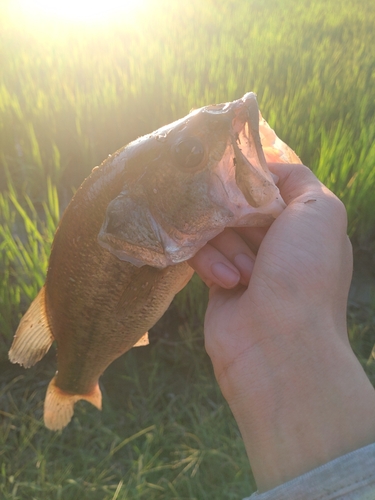 ラージマウスバスの釣果