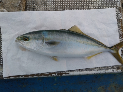 ワカシの釣果