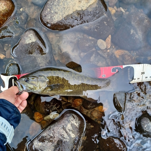 スモールマウスバスの釣果