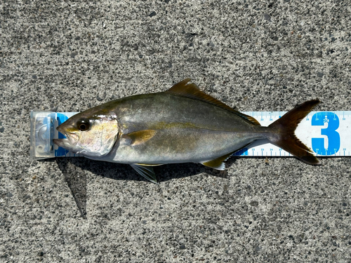 ショゴの釣果