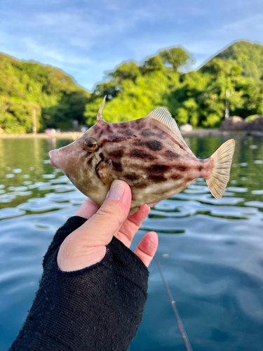 カワハギの釣果