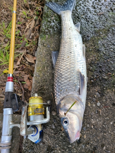 ニゴイの釣果