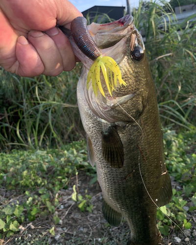 ブラックバスの釣果