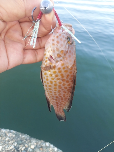 オオモンハタの釣果