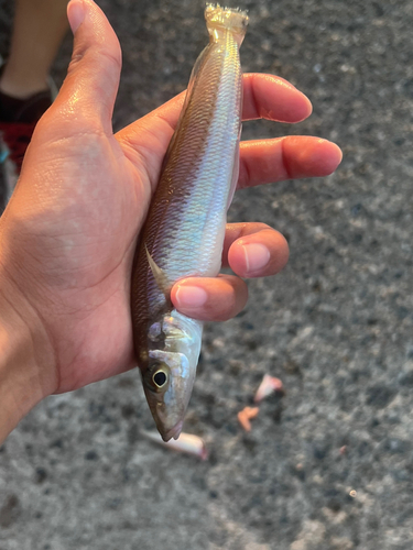 キスの釣果