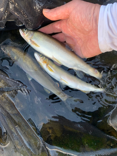 アユの釣果