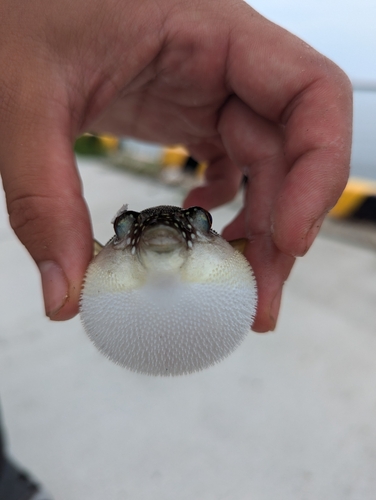 フグの釣果