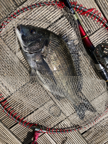 チヌの釣果