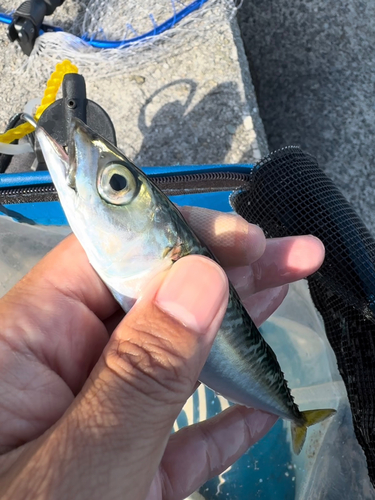 サバの釣果