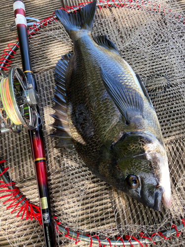 チヌの釣果