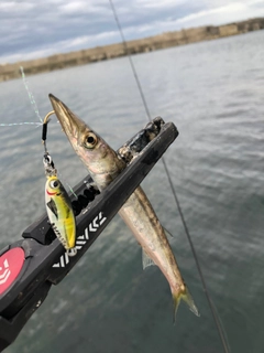 カマスの釣果