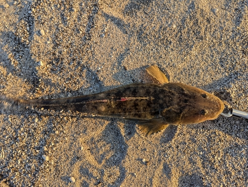 マゴチの釣果