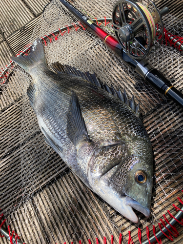 チヌの釣果