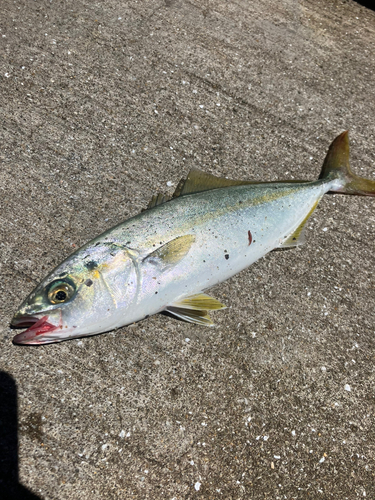 ヤズの釣果