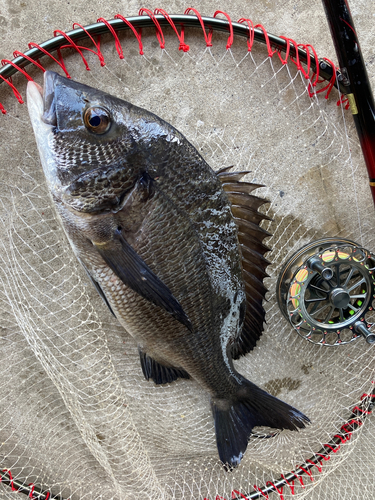 チヌの釣果