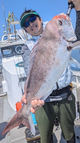 マダイの釣果