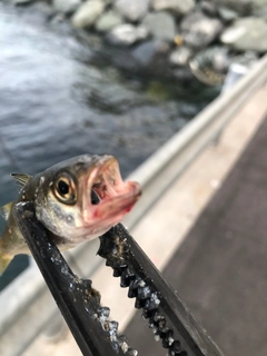 クロムツの釣果