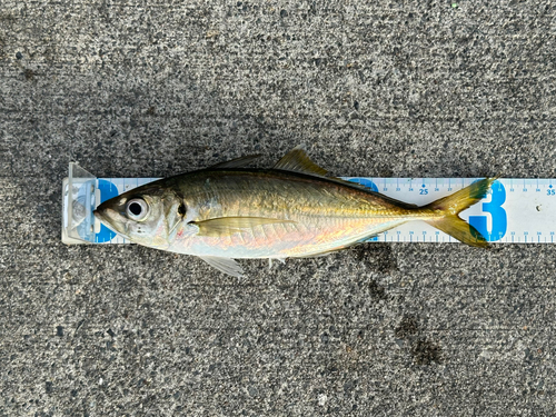 マアジの釣果