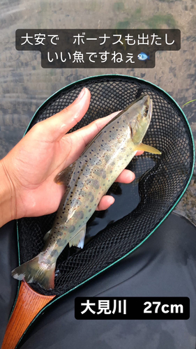 アマゴの釣果