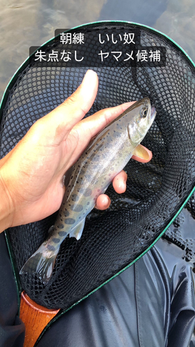 アマゴの釣果