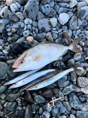 ショゴの釣果