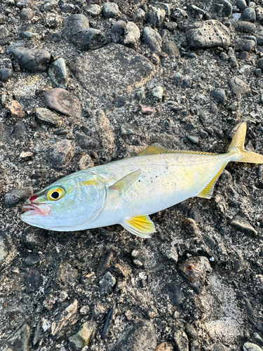 ツバスの釣果