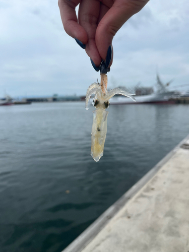 イカの釣果