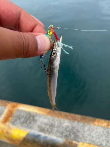 カマスの釣果