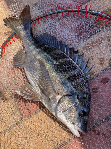 チヌの釣果