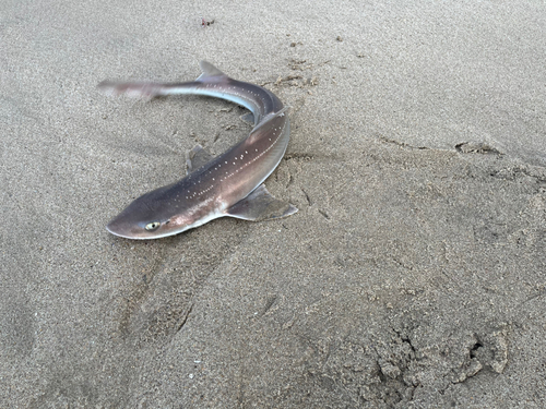 サメの釣果