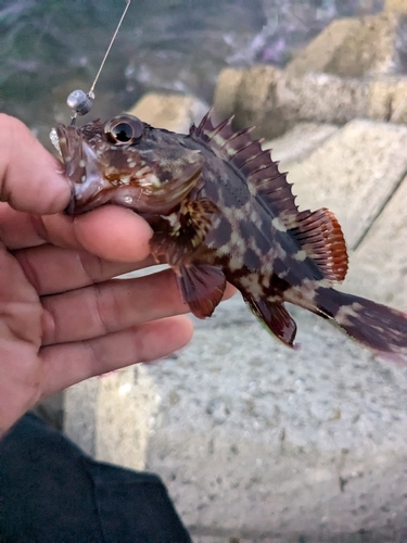 カサゴの釣果