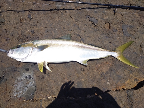 ヒラマサの釣果