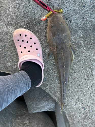 マゴチの釣果