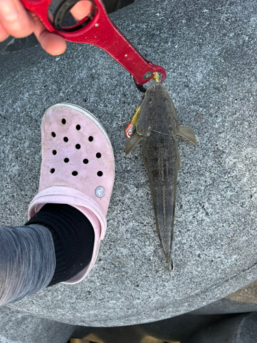 マゴチの釣果