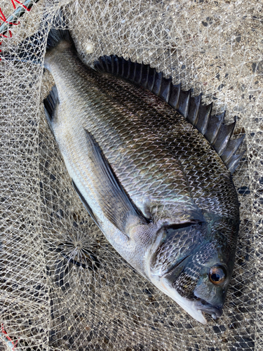 チヌの釣果