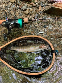 イワナの釣果