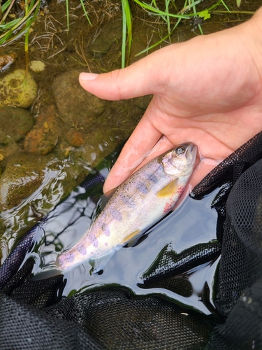 ニジマスの釣果