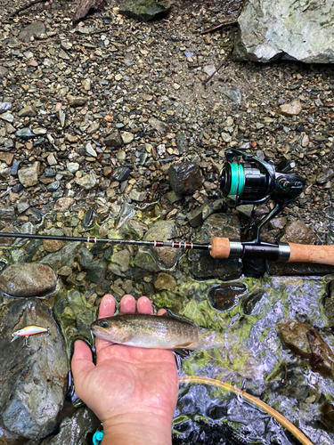 イワナの釣果