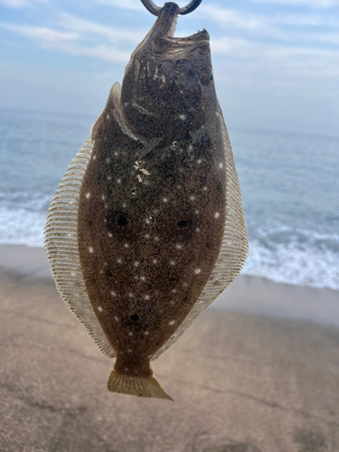 ソゲの釣果