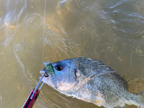 キビレの釣果