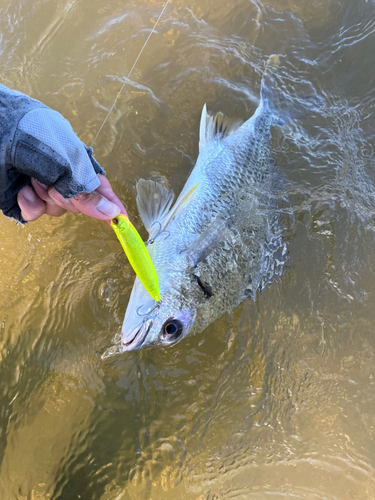 キビレの釣果