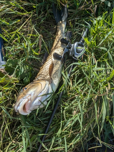 ニゴイの釣果